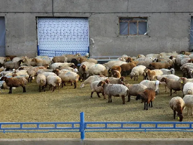  قیمت دام زنده امروز ۵ شهریور ۱۴۰۵