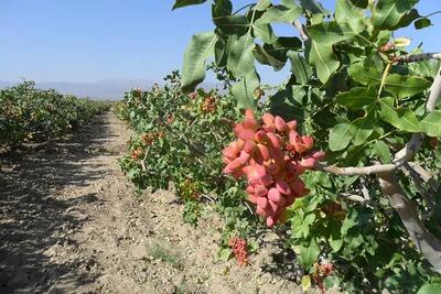 توسعه باغات پسته در اردبیل با سرمایهگذاری ۴۰۰ میلیاردی