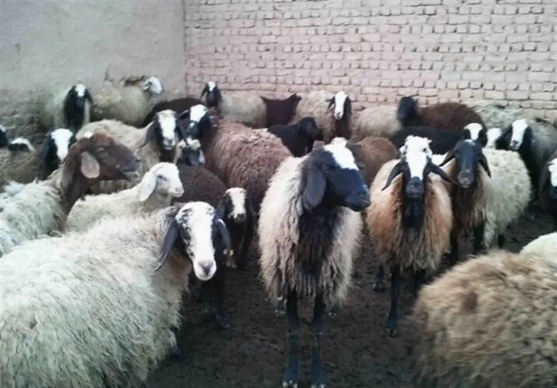 پایش دامداریهای فهرج و دربید برای پیشگیری از طاعون نشخوارکنندگان - تسنیم