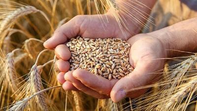  خرید تضمینی گندم در چهارمحال و بختیاری دو برابر شد