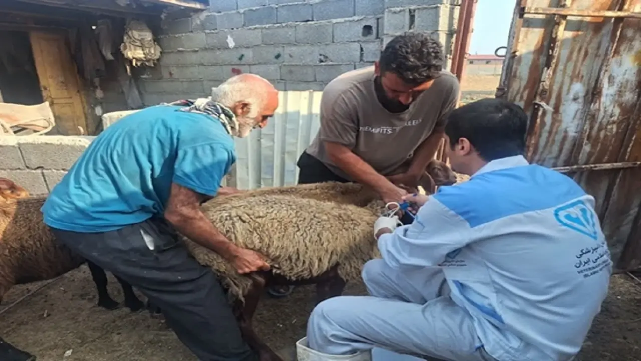ایمنسازی رایگان ۲۸۲۰ رأس دام در میاندورود