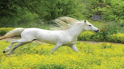 برگزاری جشنواره ملی زیبایی اسب کاسپین در بندرانزلی