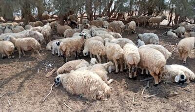 عملیات مهار مسمومیت گلههای روستای همایون آغاز شد | آخرین خبر