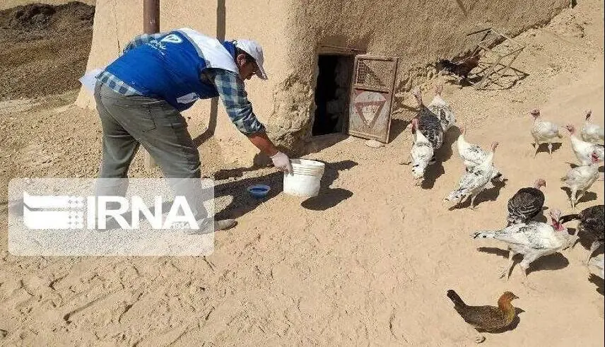 اجرای طرح رایگان واکسیناسیون نیوکاسل طیور روستایی در قم | آخرین خبر