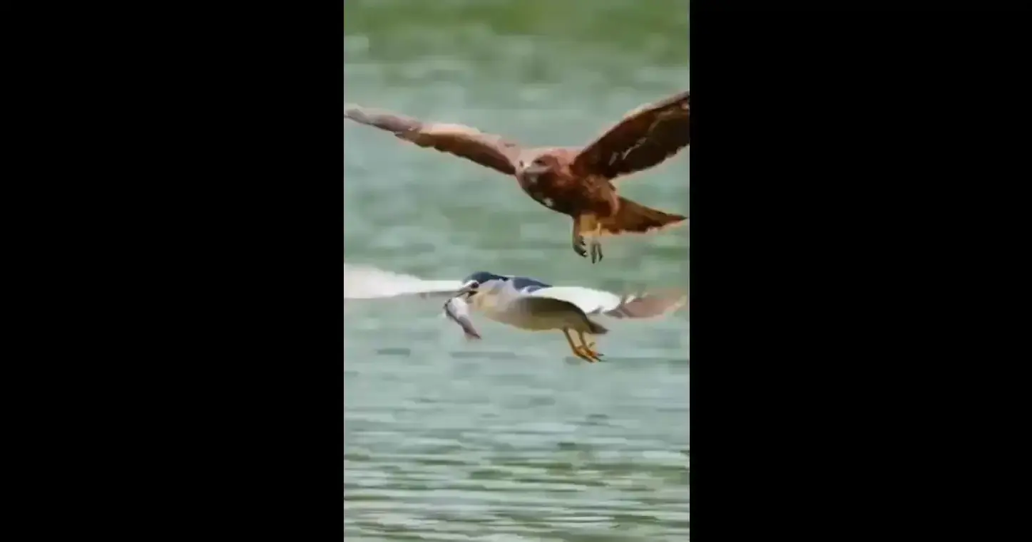 شکارِ شکارِ شکارچی!