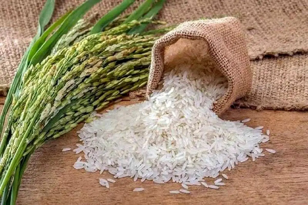خبر مهم وزارت جهاد برای بازار/ برنج ارزان میشود؟