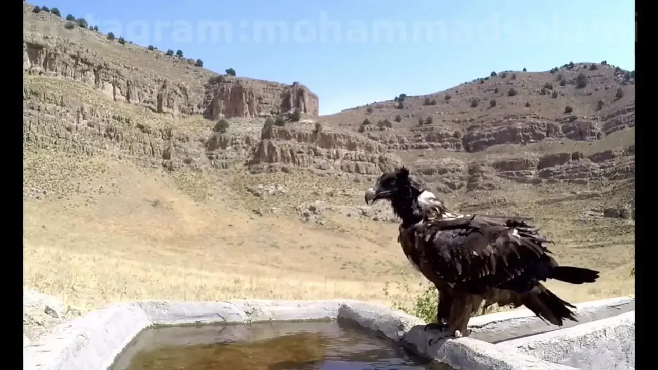  ثبت لحظه‌ای کم‌نظیر از نوشیدن آب توسط هما