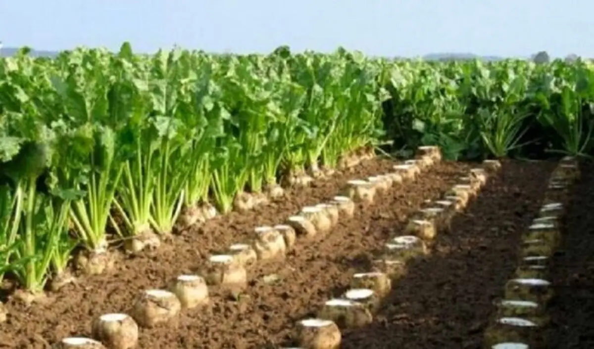 نقشه راه کشت پاییزه چغندرقند در خوزستان تدوین شد؛ تأکید بر حمایت از کشاورزان