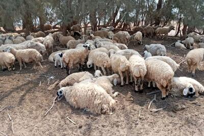  عملیات مهار مسمومیت گله‌های روستای همایون آغاز شد