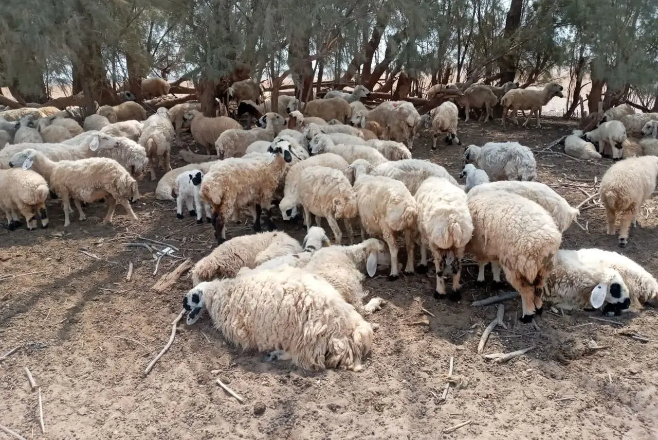 عملیات مهار مسمومیت گلههای روستای همایون آغاز شد
