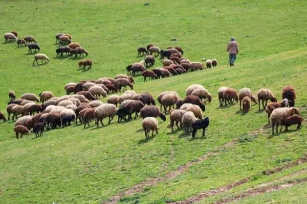 افزایش تولید دام سبک و گوشت قرمز دامداران عشایری