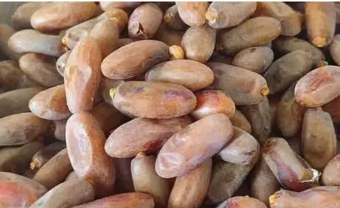  صادرات ۳۹ هزار و ۵۰۰ تن محصول کشاورزی جهرم به کشورهای مختلف