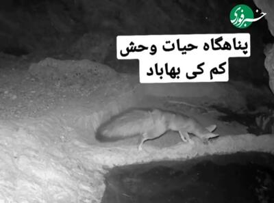 تصاویر ثبت شده از «شاه روباه» در بهاباد