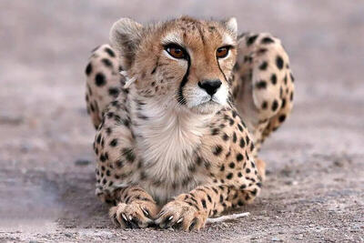 افزایش یوزهای توران از ۱۷ به ۲۷ فرد؛ زنگ خطر همچنان برای جادهها