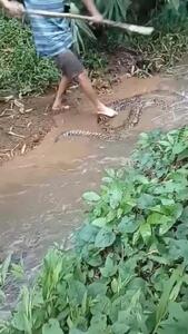 فیلم حمله مرگبار و خطرناک مار آناکوندا به سگ