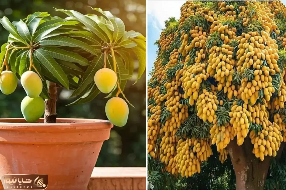 کاشت و برداشت انبه در خانه؛ هسته رو میکاری تو گلدون درخچه انبه در میاد زرد و بزرگ