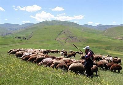 افزایش تولید دام سبک و گوشت قرمز دامداران عشایری - تسنیم