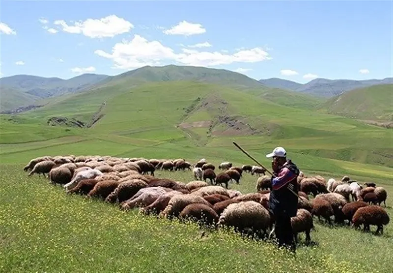 افزایش تولید دام سبک و گوشت قرمز دامداران عشایری - تسنیم