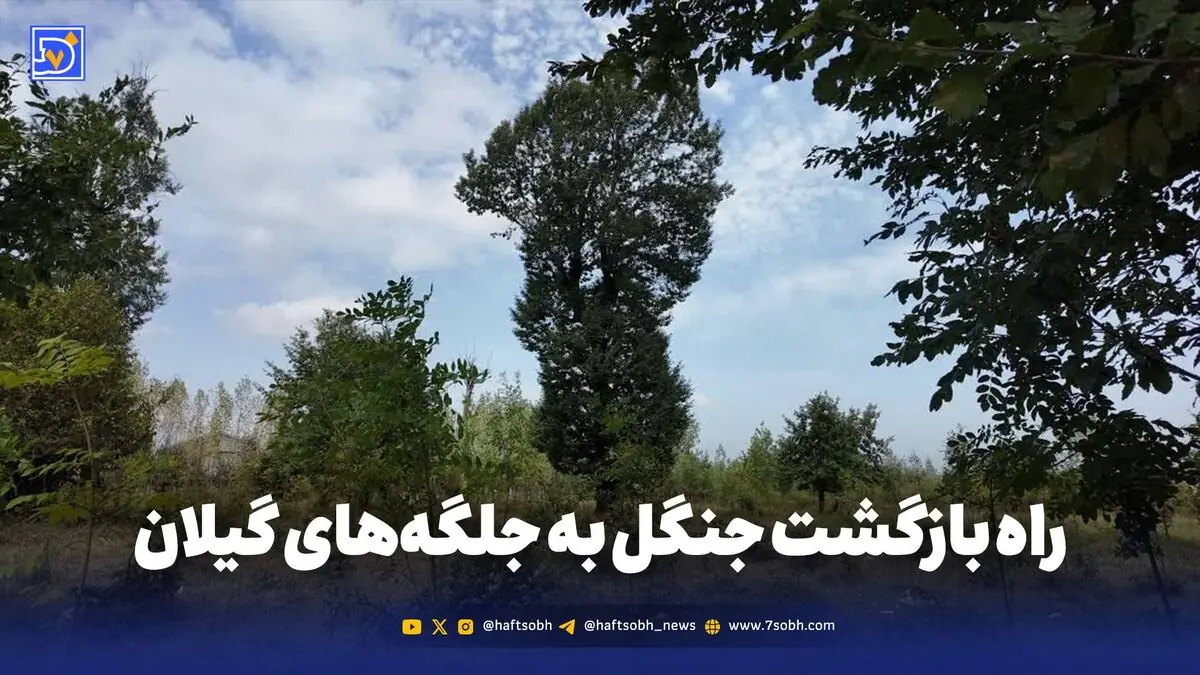 راه بازگشت جنگل به جلگههای گیلان