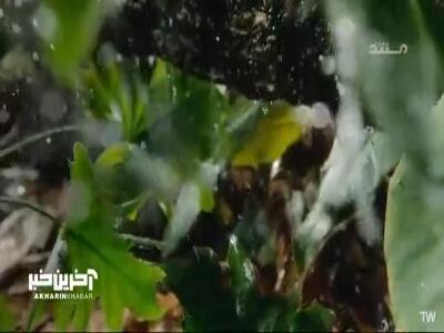 آمادگی و هوشیاری، پشتوانه حیات در جنگل... | آخرین خبر