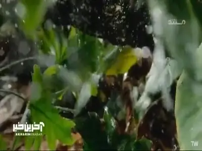  آمادگی و هوشیاری، پشتوانه حیات در جنگل... | آخرین خبر