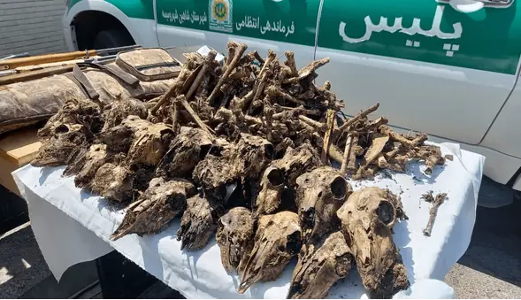  شکار بی‌رحمانه در سایه کمبود محیط‌بان | آخرین خبر