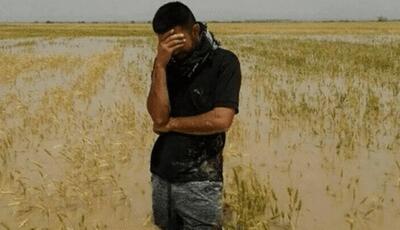 صندوق بیمه کشاورزی: غرامت کشاورزان یک هفتهای پرداخت میشود | آخرین خبر