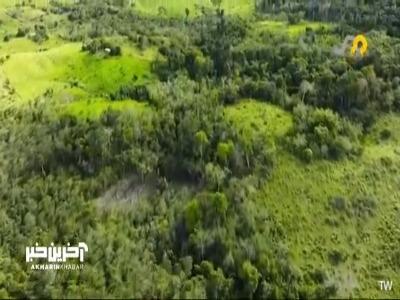جنگل زدایی بدون بازگشت در آمازون... | آخرین خبر
