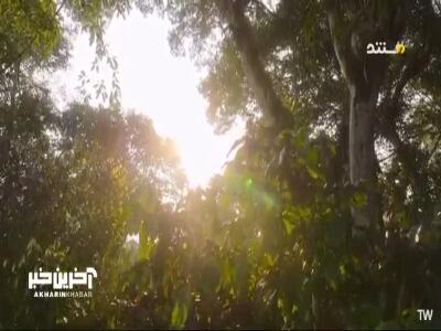 گرمای استوایی و سختی مادر و جوجه عقاب ها... | آخرین خبر