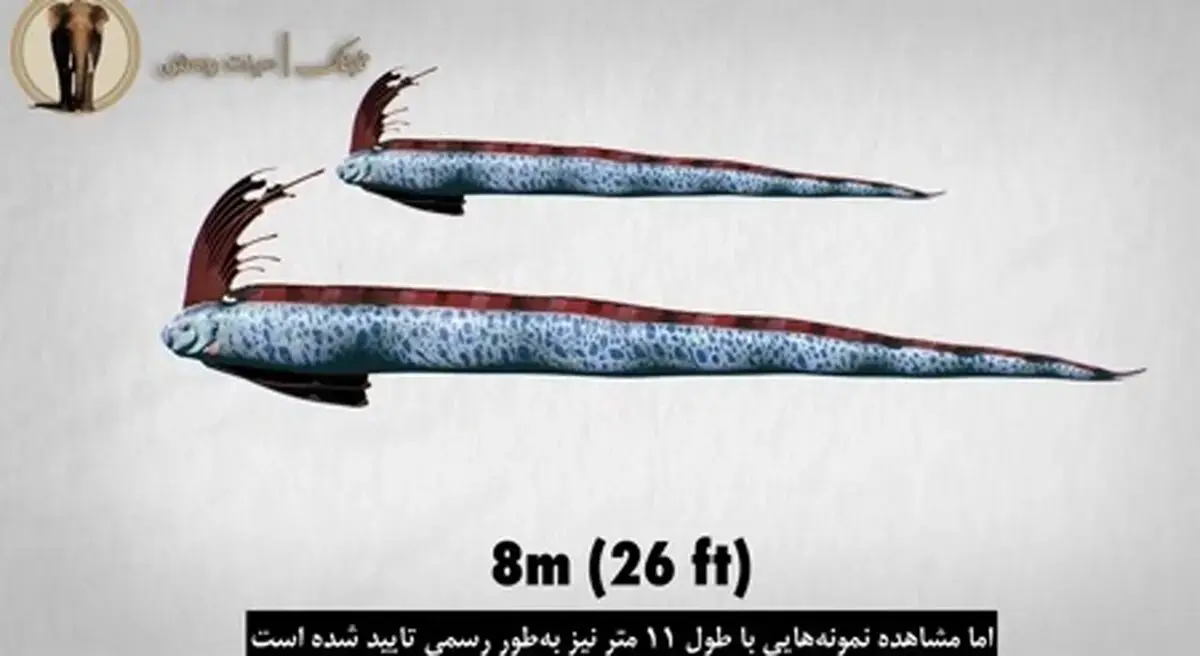  ماهی ترسناکی که پیام‌آور زلزله و سونامی است