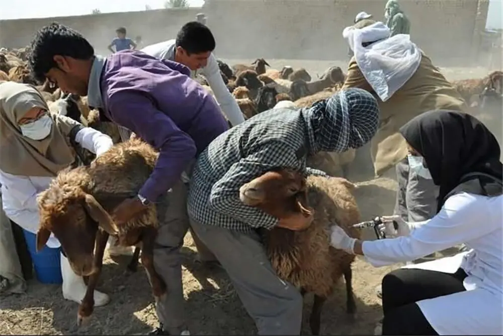 سپر واکسیناسیون مقابل بیماریهای دامی؛ ۱.۷ میلیون رأس دام در زنجان ایمن شدند