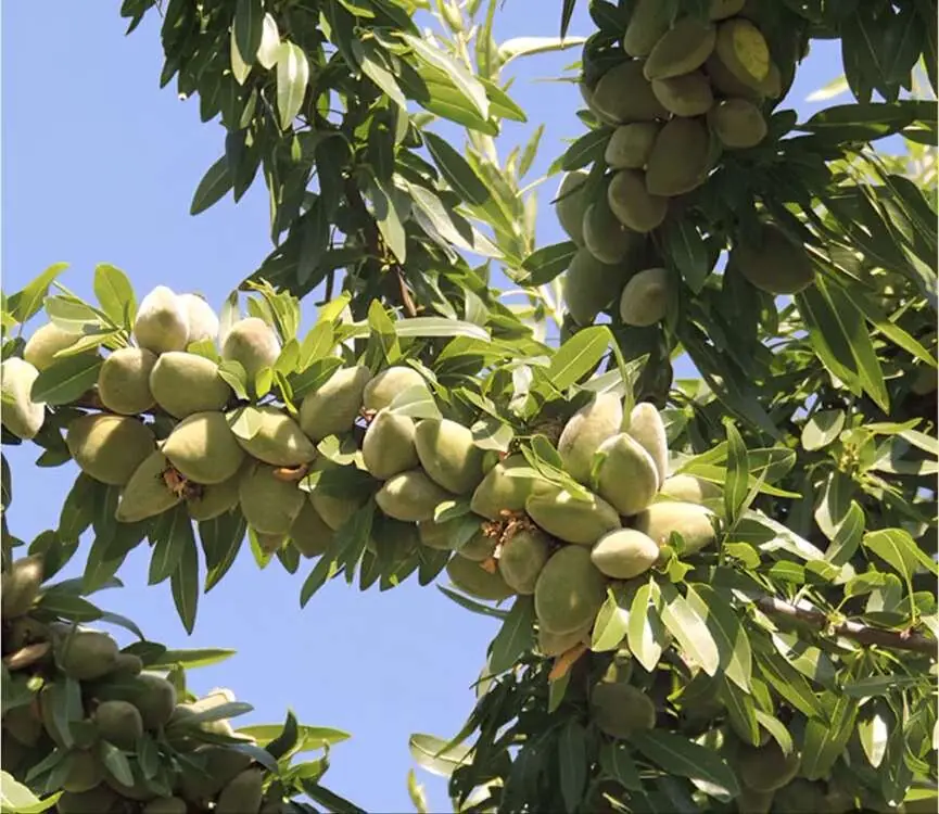  پیش‌بینی تولید ۱۸۰۰ تن بادام در آذربایجان‌غربی