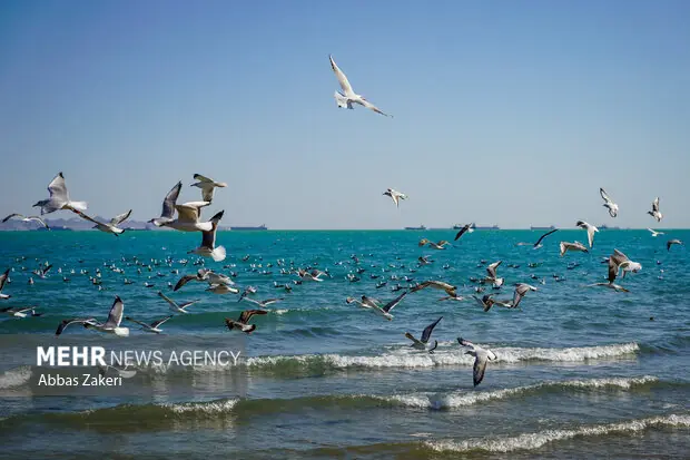 سواحل بوشهر از دوشنبه مواج میشود؛ افزایش نسبی دما در راه است