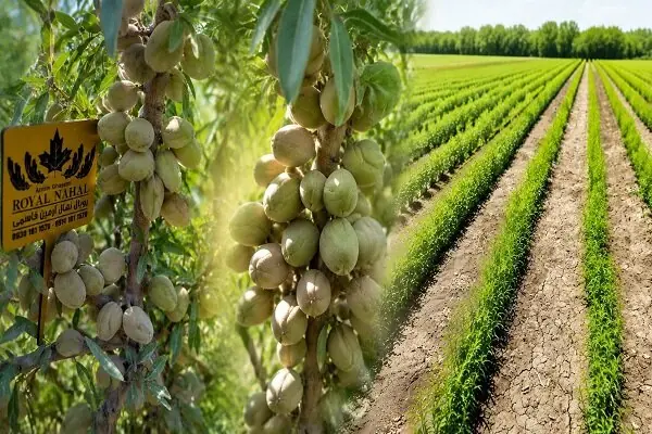 نهال بادام دیرگل و پربار؛ انتخاب هوشمندانه برای باغات کمآب