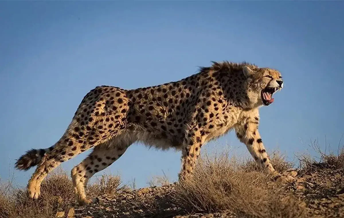  هلیا و توله‌هایش مجددا مشاهده شدند + فیلم
