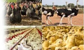 عرضه بیش از ۲۰۷ هزار تن گوشت طیور در تیرماه