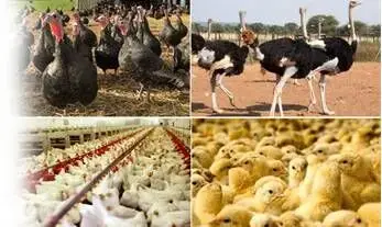 عرضه بیش از ۲۰۷ هزار تن گوشت طیور در تیرماه
