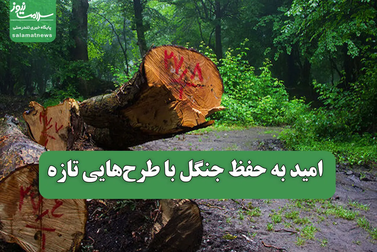 امید به حفظ جنگل با طرحهایی تازه