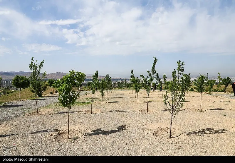 آغاز جنگلکاری 40 هکتاری در سنقر و کلیایی - تسنیم