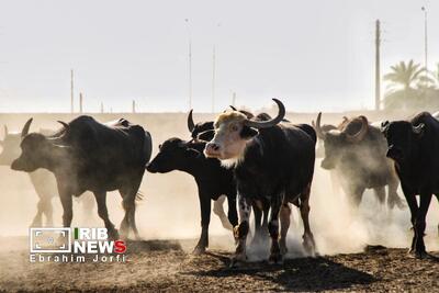 کارون؛ پناهگاه تابستانی گاومیشهای خوزستان | آخرین خبر