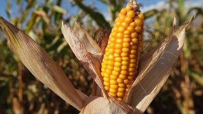 کمبود کود در آمریکا؛ نشانهای از بحران غذایی قریبالوقوع