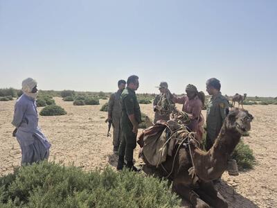 ۲۷۵ نفر شتر از بستر تالاب هامون خارج شدند