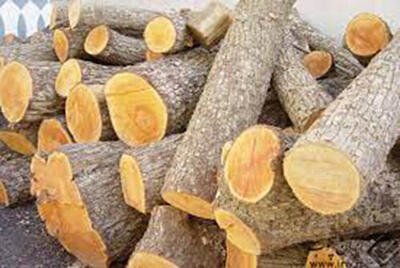  ضبط ۲۳۰ کیلوگرم چوب درختان جنگلی در پاسارگاد