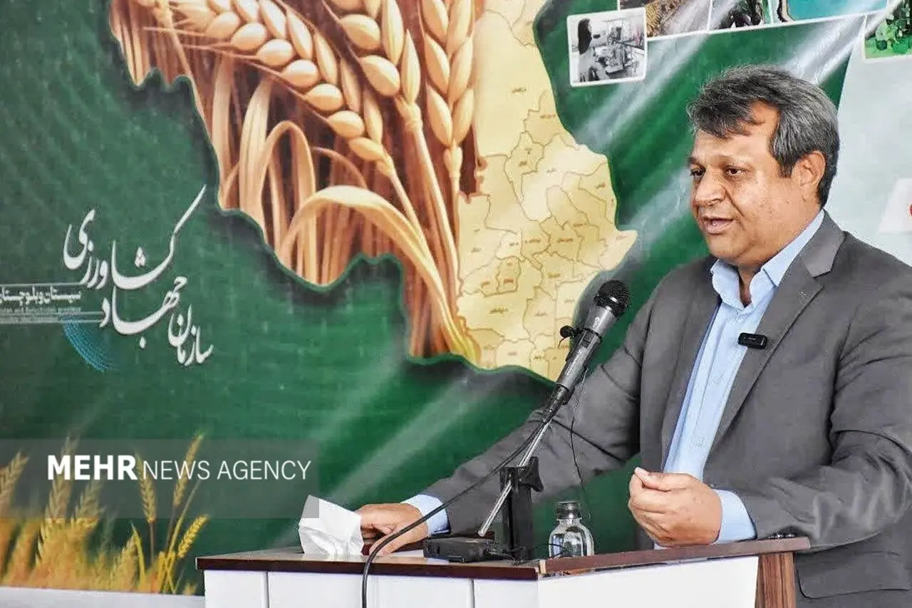 مرغداران سیستان و بلوچستان زیر قیمت تمامشده تولید میکنند