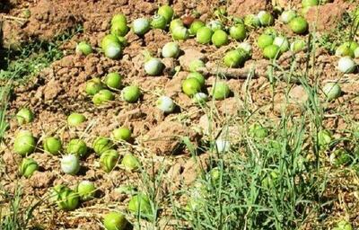 کشف یک ونیم تن محصول سرقتی از باغات گردو سلسله