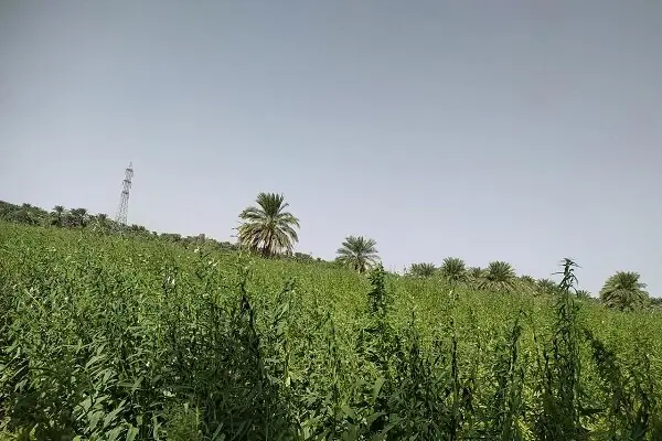  کشت کنجد راهکاری برای مقابله با تنش آبی خوزستان است