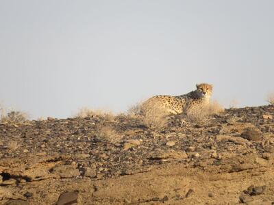  بحران انحصار حفاظت یوز توران