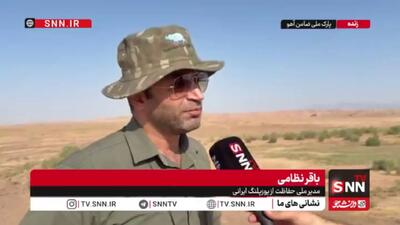  نظامی: سالهاست یوزپلنگ‌های آسیایی تنها در قلمرو ایران دیده شده‌اند/ برآورد ۲۷ قلاده یوز ایرانی + فیلم