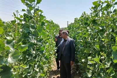  «بهار» سبز می‌شود؛ احداث 634 هکتار جنگل‌کاری برای تلطیف هوا - تسنیم