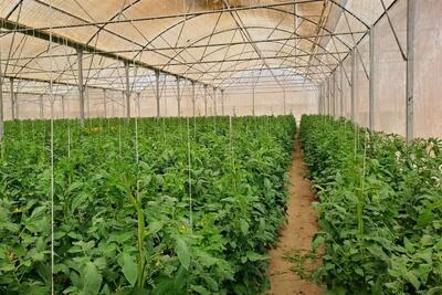 افتتاح گلخانه 6600 مترمربعی در تویسرکان - تسنیم